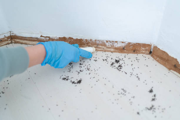 Best Pest Removal Services  in Dayton, NV